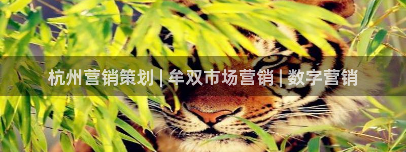 必赢3003网官