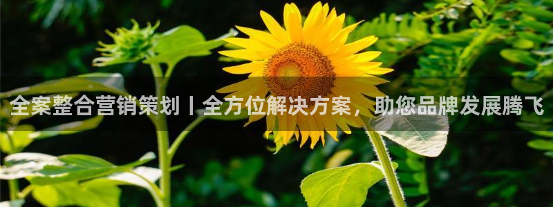 必赢网络游戏平台