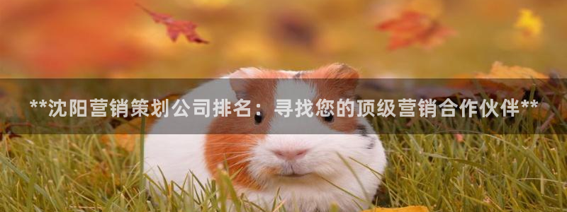 必赢网站是哪一个公司的