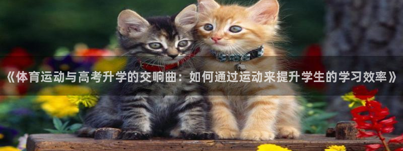 球速体育