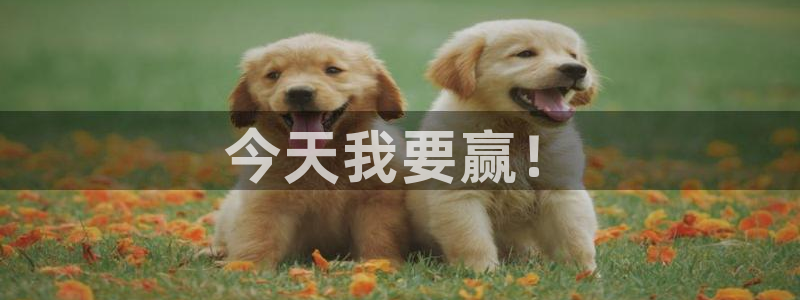 球速体育