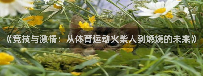 球速体育
